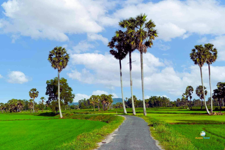 Scenic palm trees in Cambodian countryside – Auasia Travel